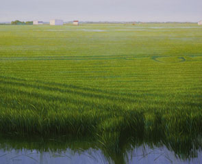 Arrozal, la Albufera de Candido Perez Palma